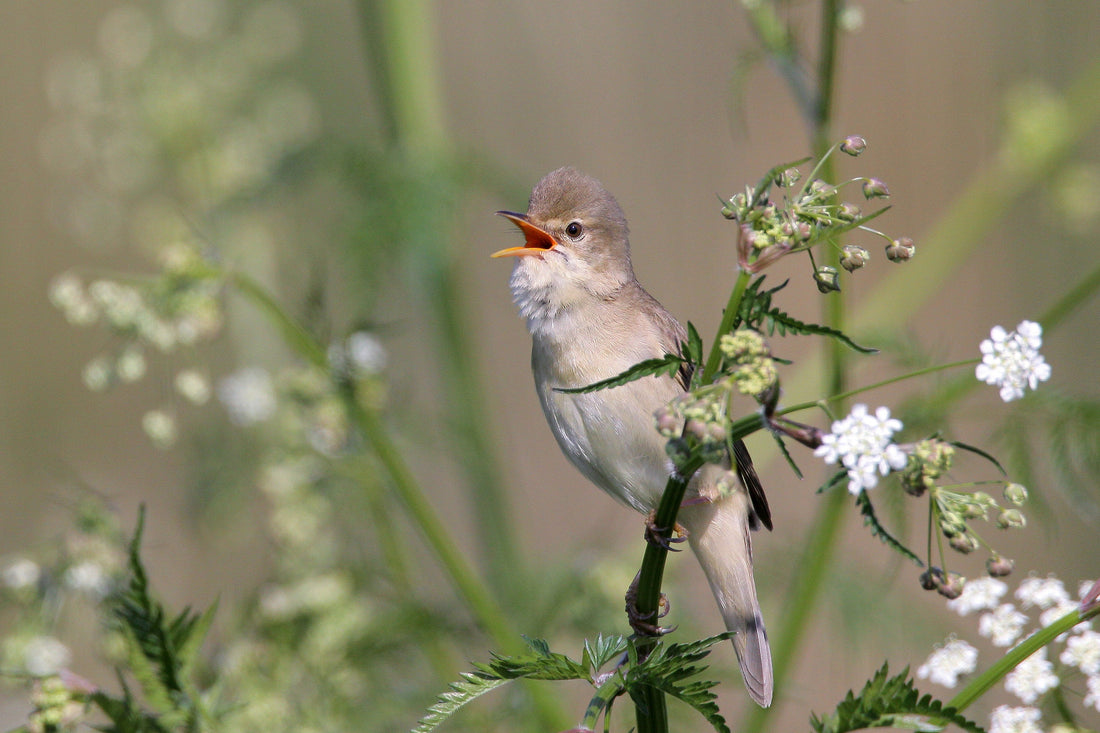 Vogels herkennen aan hun zang