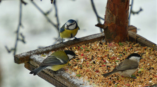 Vogels in de tuin observeren: zo haal je er meer plezier uit