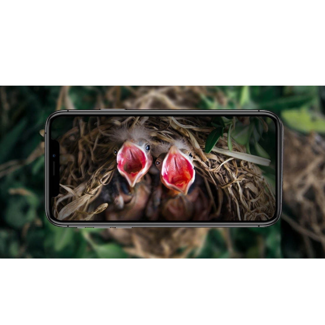 Vogels observeren met een camera: zo werkt een vogelhuisje met camera