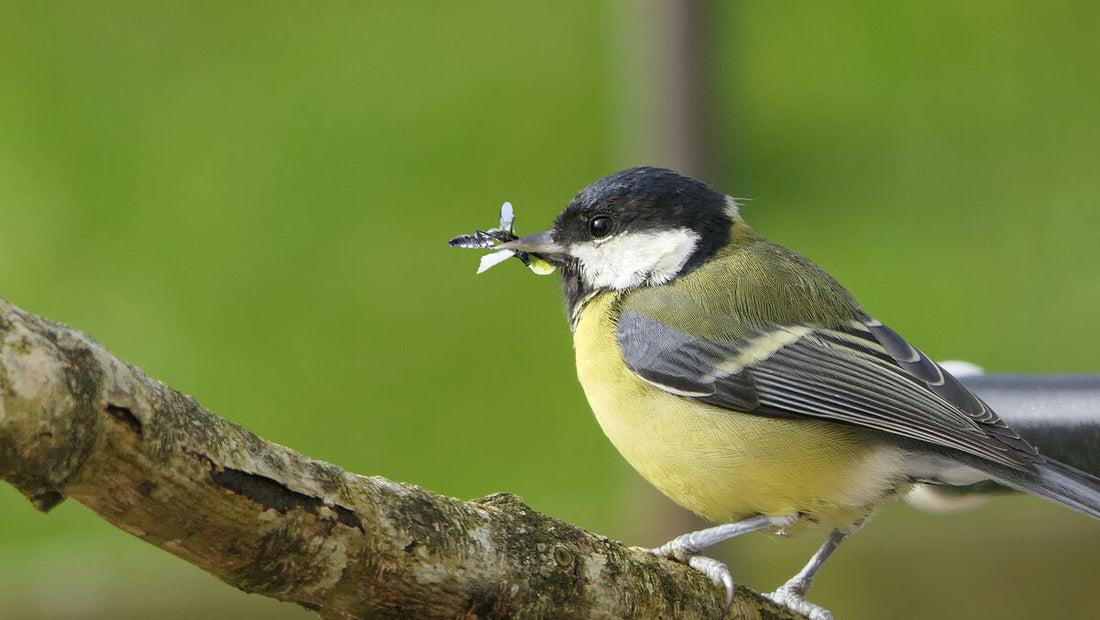 Waarom vogels belangrijk zijn voor de natuur