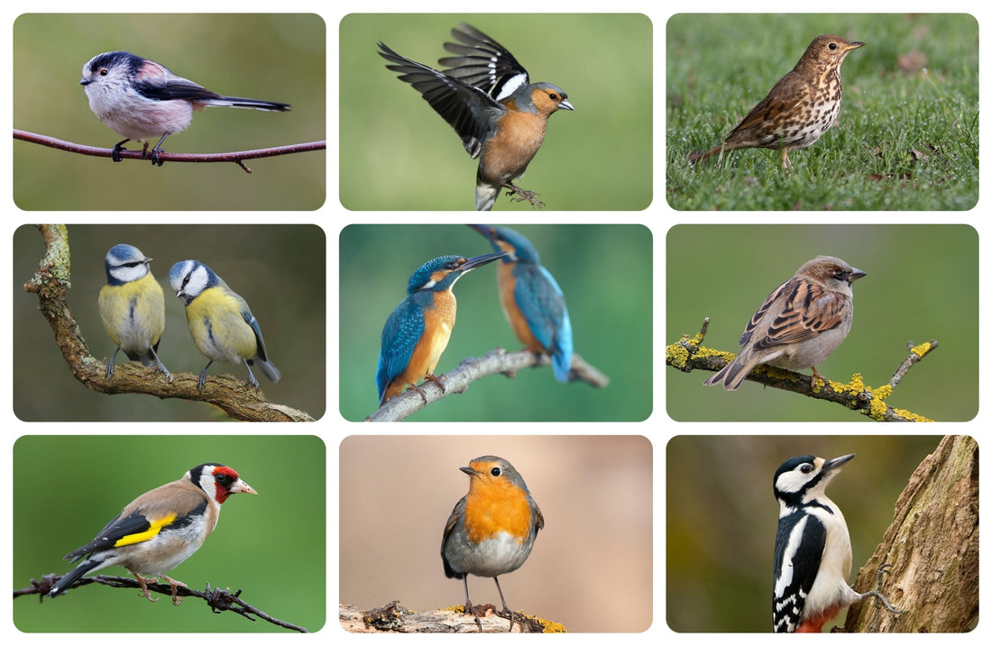 Welke vogels komen het meest voor in Nederlandse tuinen?