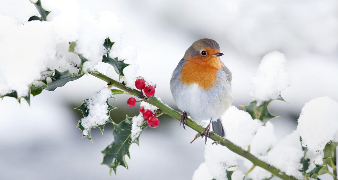 Hoe help je vogels het hele jaar door?