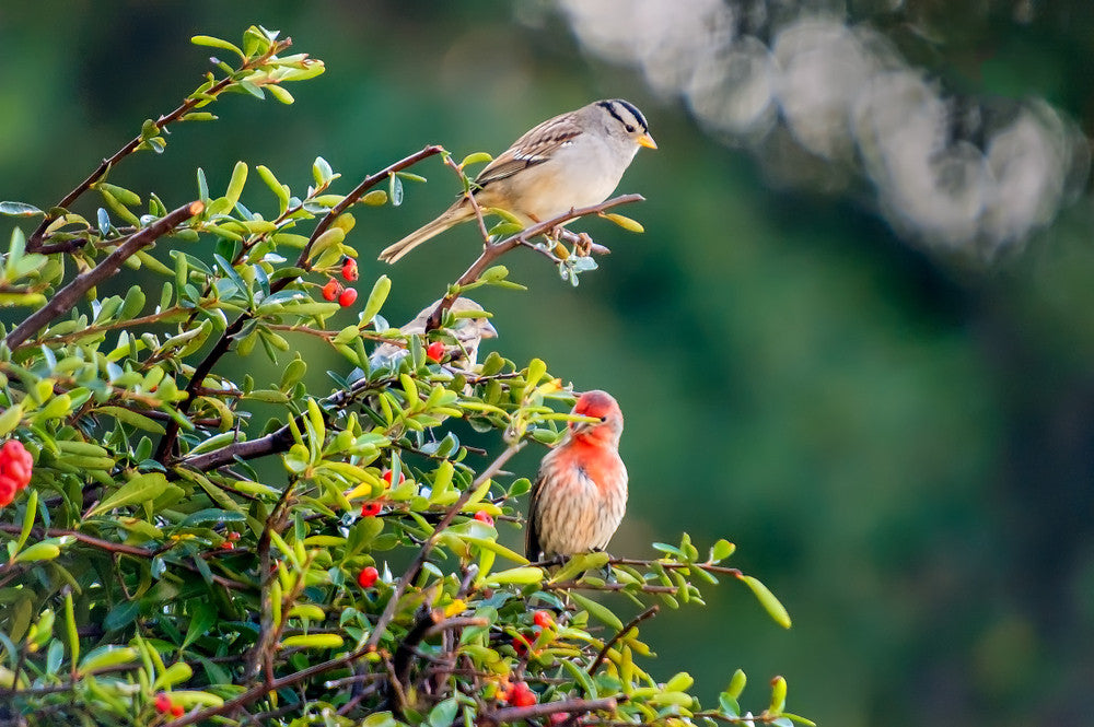 De beste plek voor een vogelhuisje of nestkastje