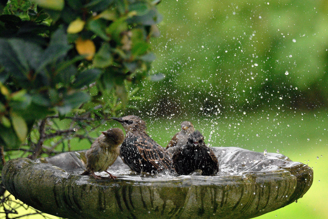 De voordelen van vogels observeren in je eigen tuin