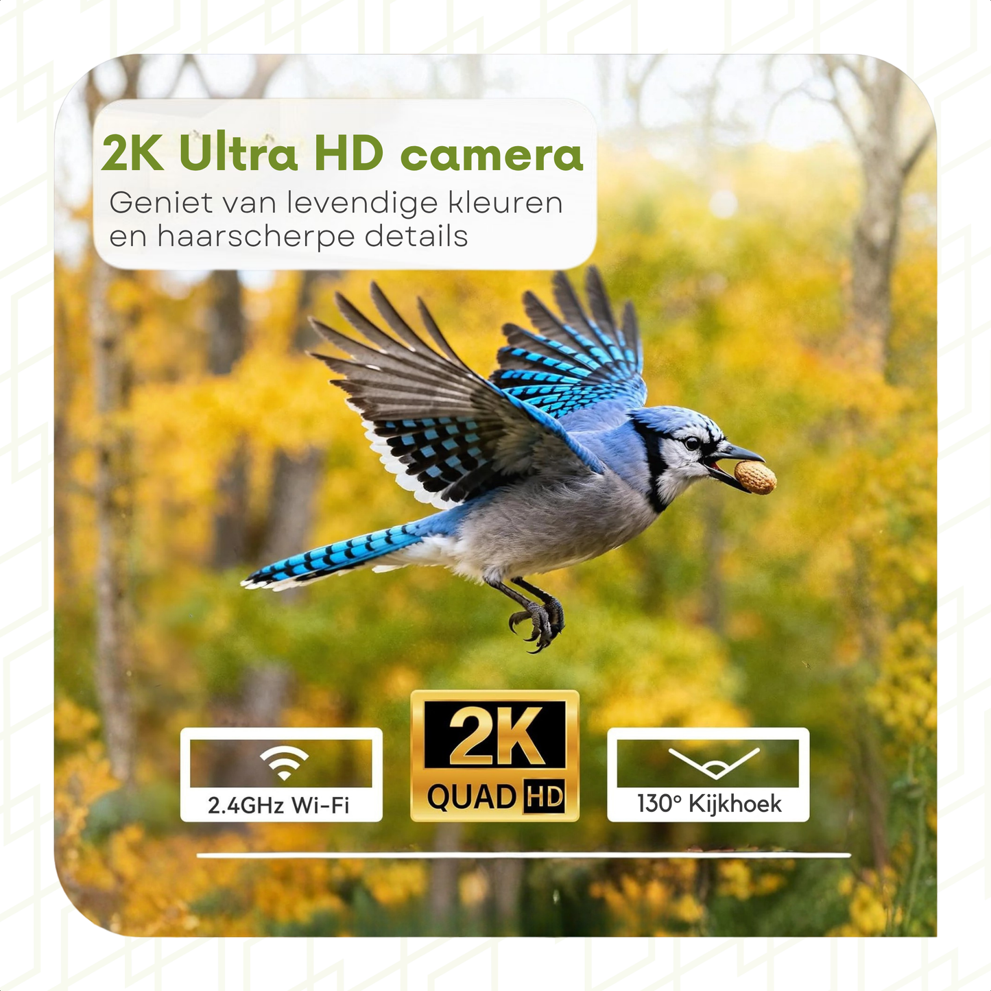 Bird Feeder with Camera - Window Mounted