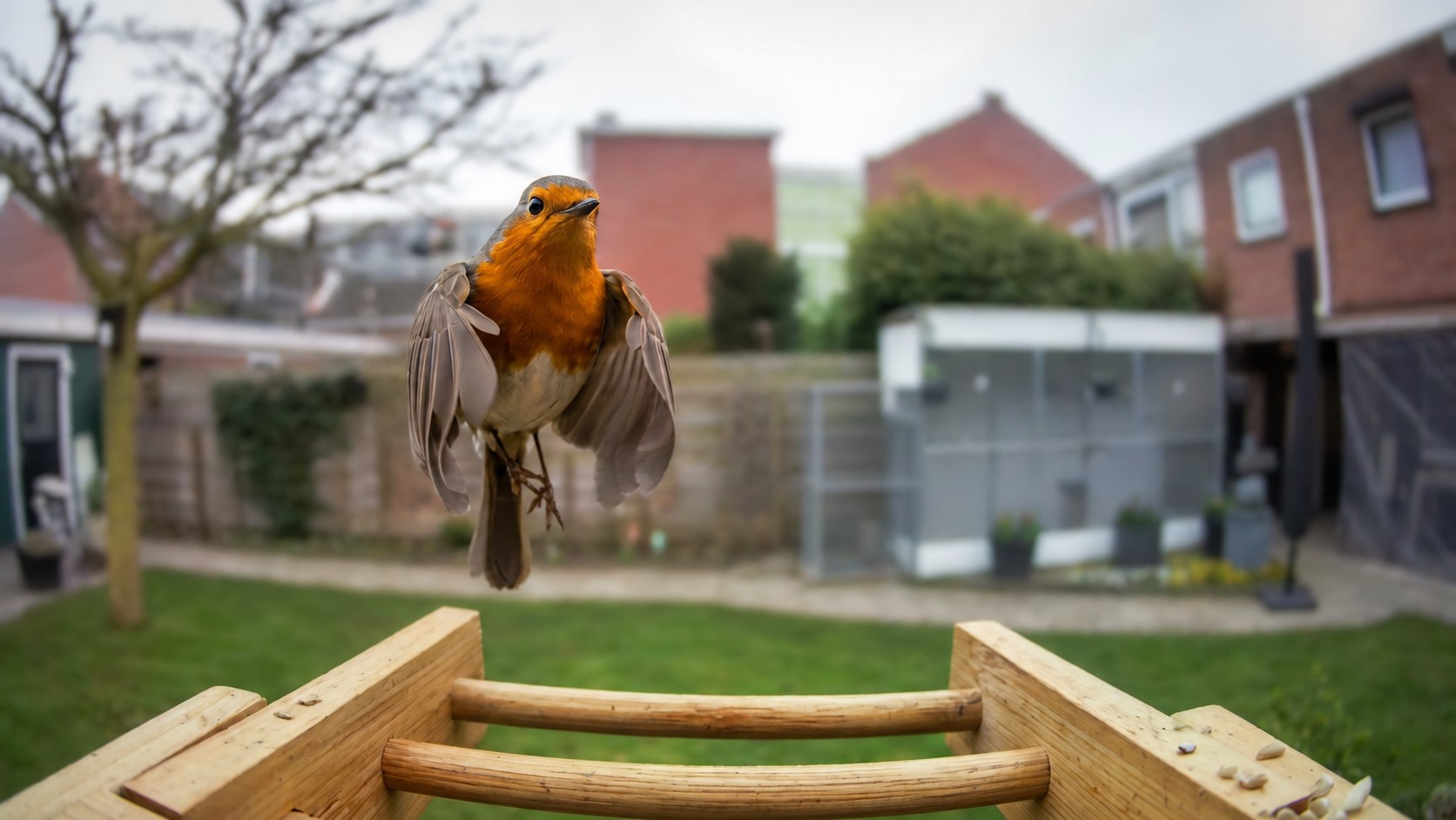 Bird seen up close above the perch of the wooden Voqella bird feeder camera