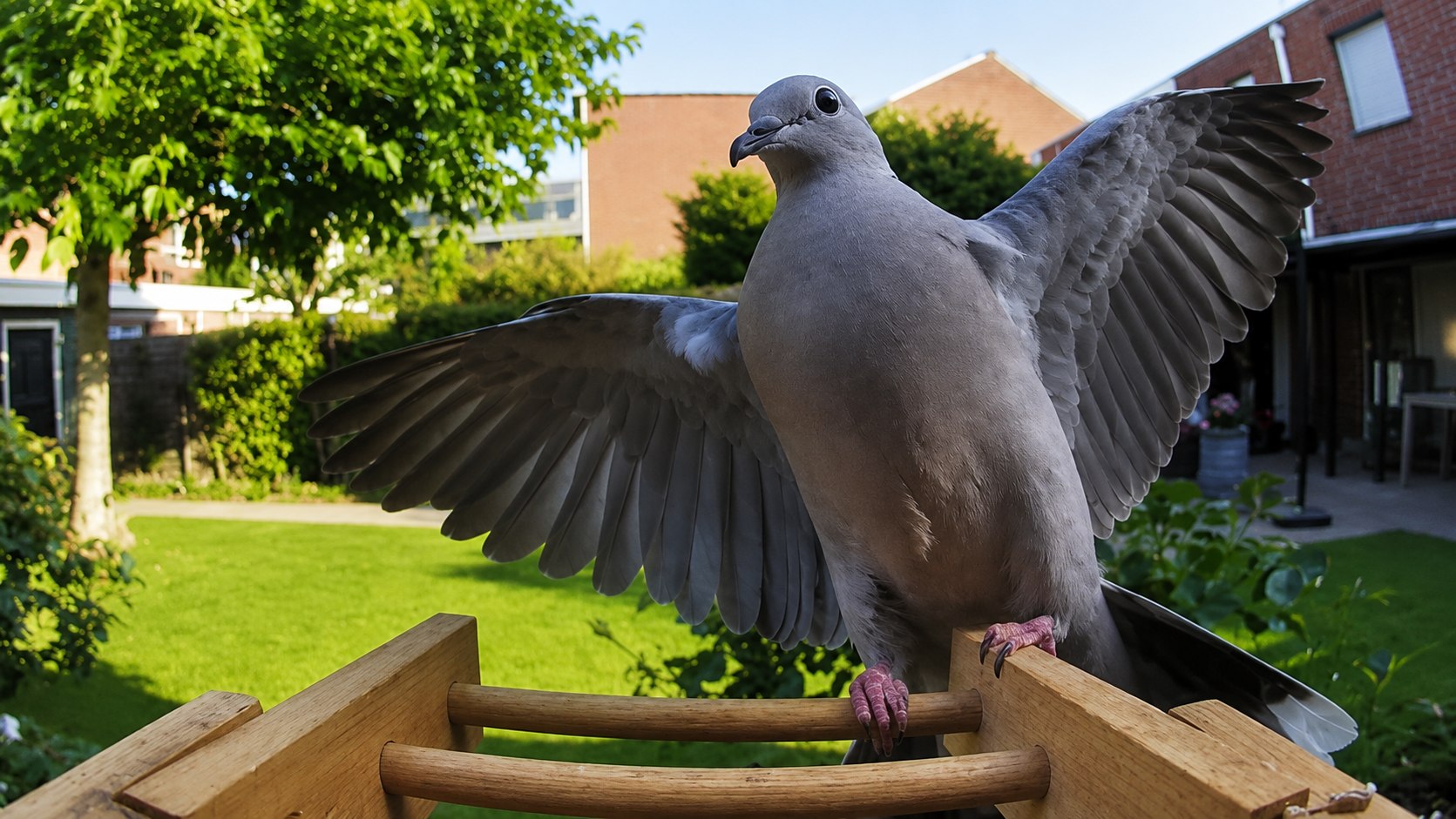 Bird with spread wings on the perch of the wooden Voqella bird feeder camera