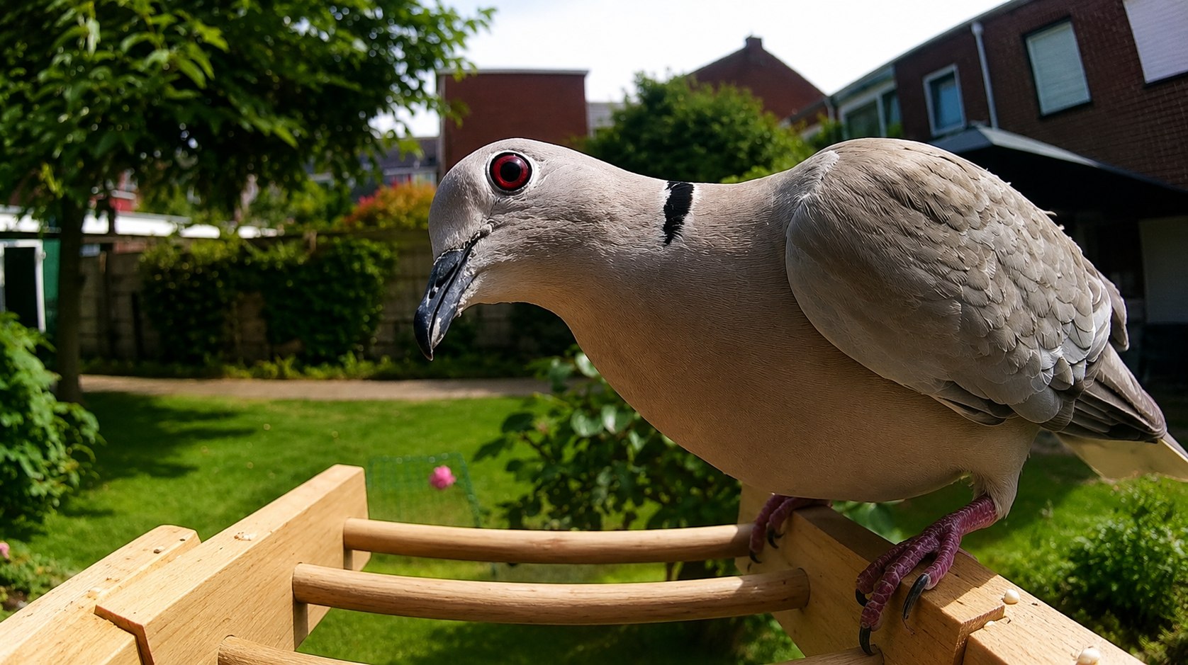 Bird seen up close on the edge of the wooden Voqella bird feeder camera
