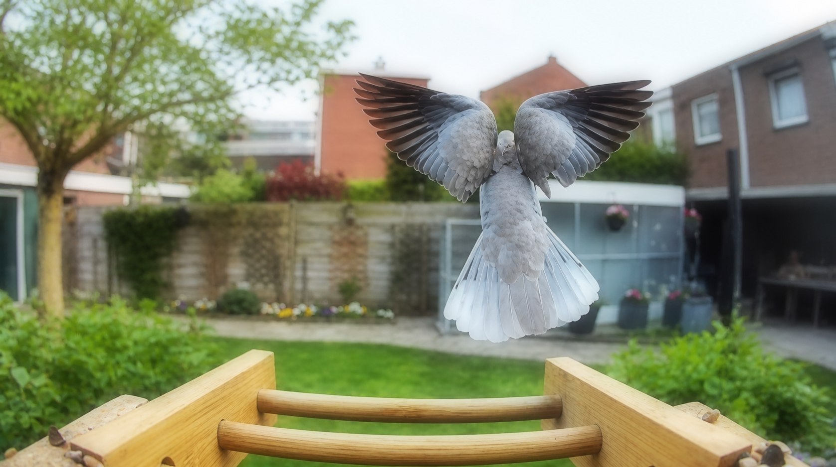 Bird in flight above the perches of the wooden Voqella bird feeder camera