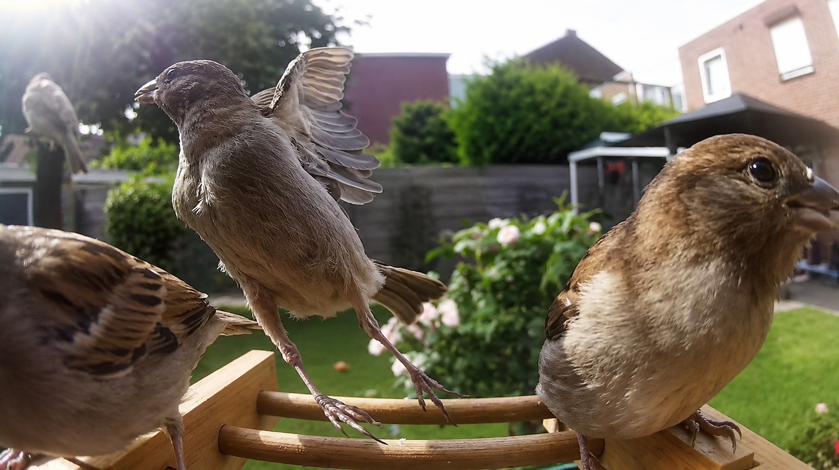 Several birds around the perches of the wooden Voqella bird feeder camera